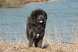 DOGUE DU TIBET 157